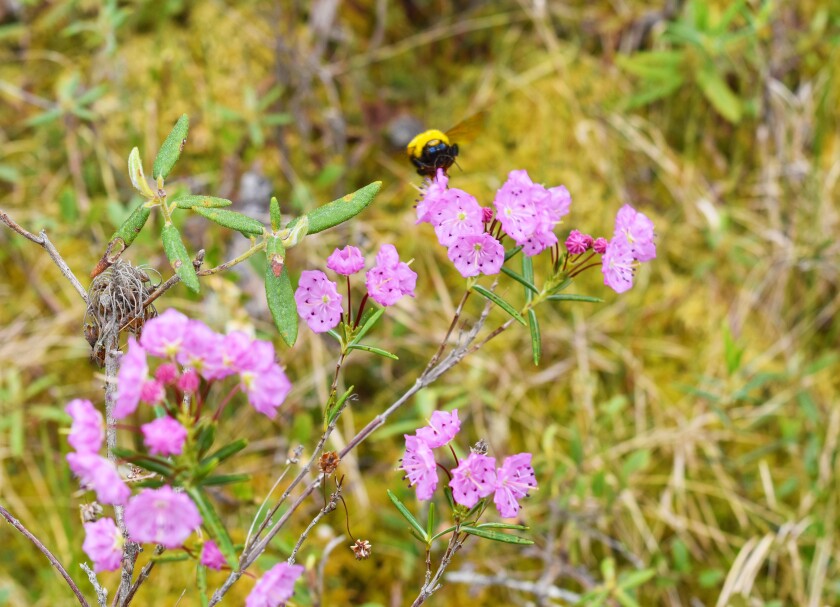 080820.N.BP.BIGBOG--4.jpg