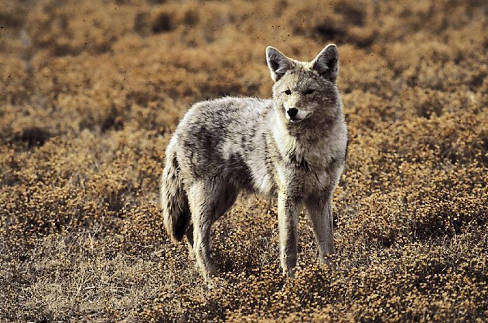 North Dakota agencies again will offer Coyote Catalog Grand Forks