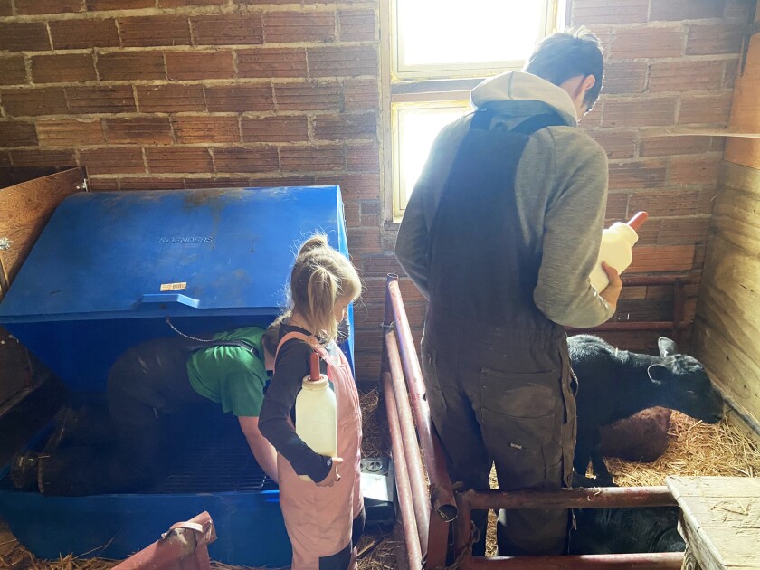 A seven-year-old covers a calf in a warmer at left while his cousin, a six-year-old girl, watches as her 14-year-old cousin approaches a calf that needs bottle feeding in a neighboring pen.
