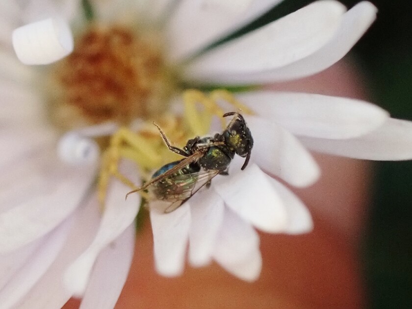 100721.O.ST.StoneColumn_CrabSpider.jpg