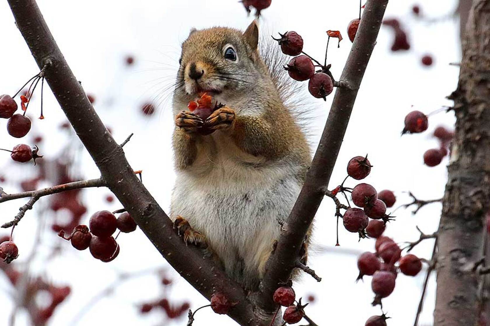Ask the Master Gardener: Squirrels likely culprit in dug up outdoor