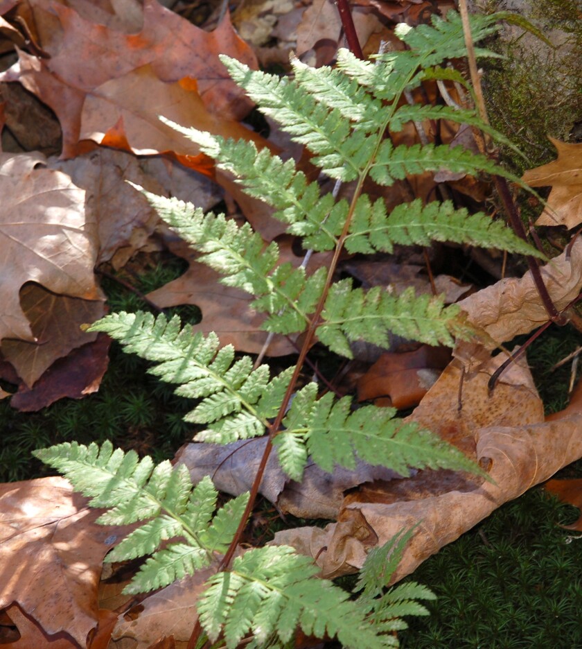 long stem with green leaves grows on forest floor