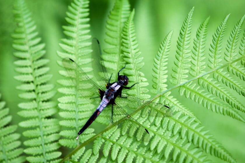 Northland Nature: Lakeshore insects thrive on summer afternoon - Duluth ...