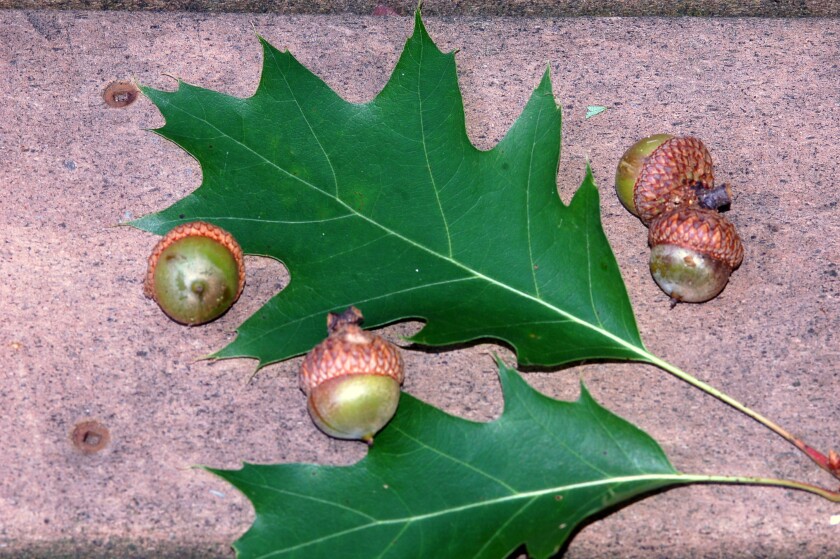 loose acorns next to oak leaves