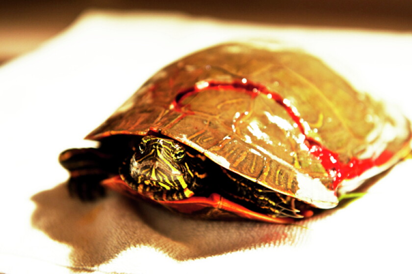 Turtle With Broken Shell