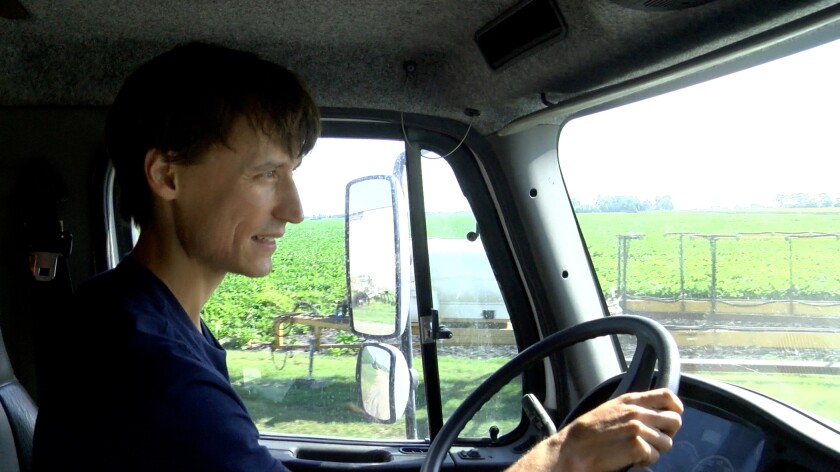 A man in a blue t-shirt steers a farm truck.