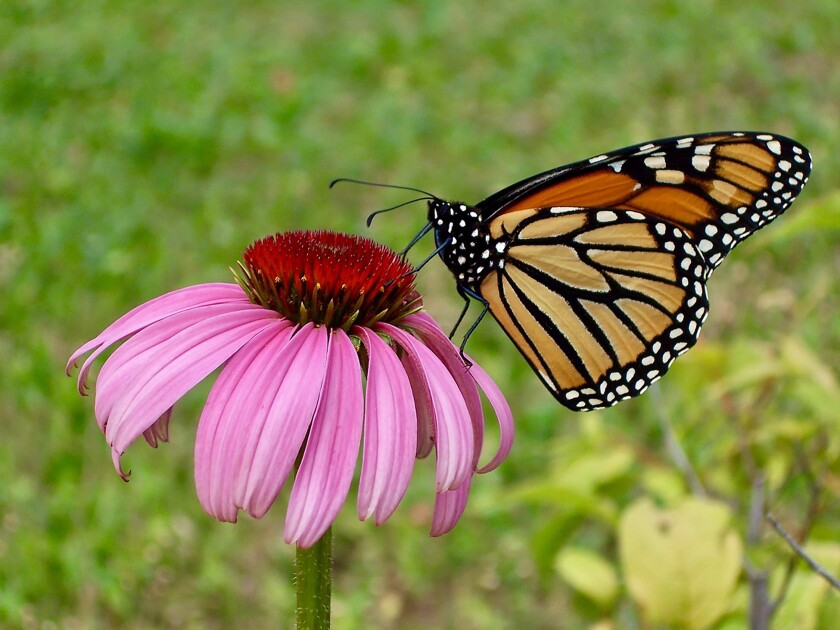 garden monarch.jpeg