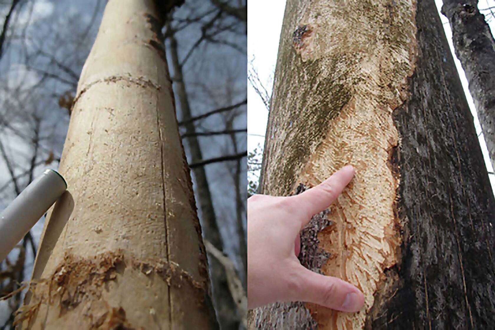 Winter woodland whodunnit: Porcupine and squirrel damage to trees ...