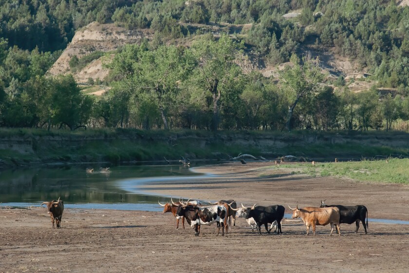 longhorn cattle at Theodore Roosevelt National Park.jpg