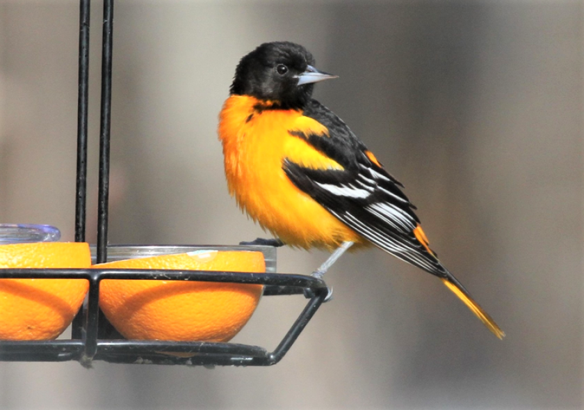Baltimore oriole