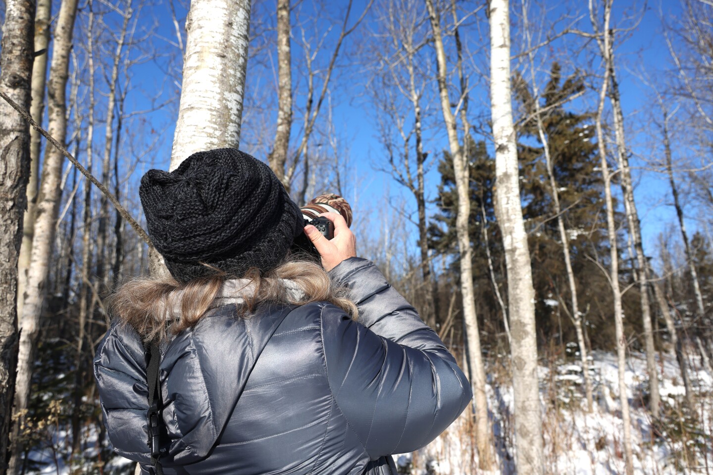 Photographer takes photos of pileated woodpecker on a tree