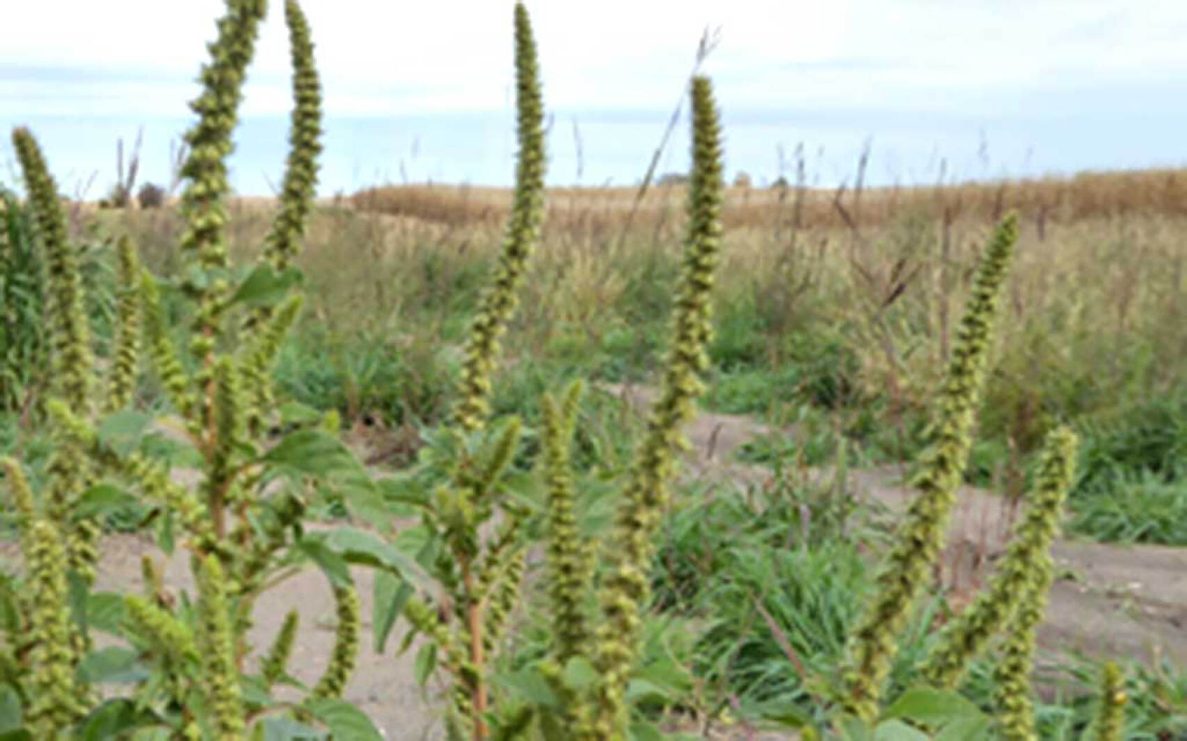Amaranth Invasive State confirms invasive weed in Todd County - Brainerd Dispatch | News ...