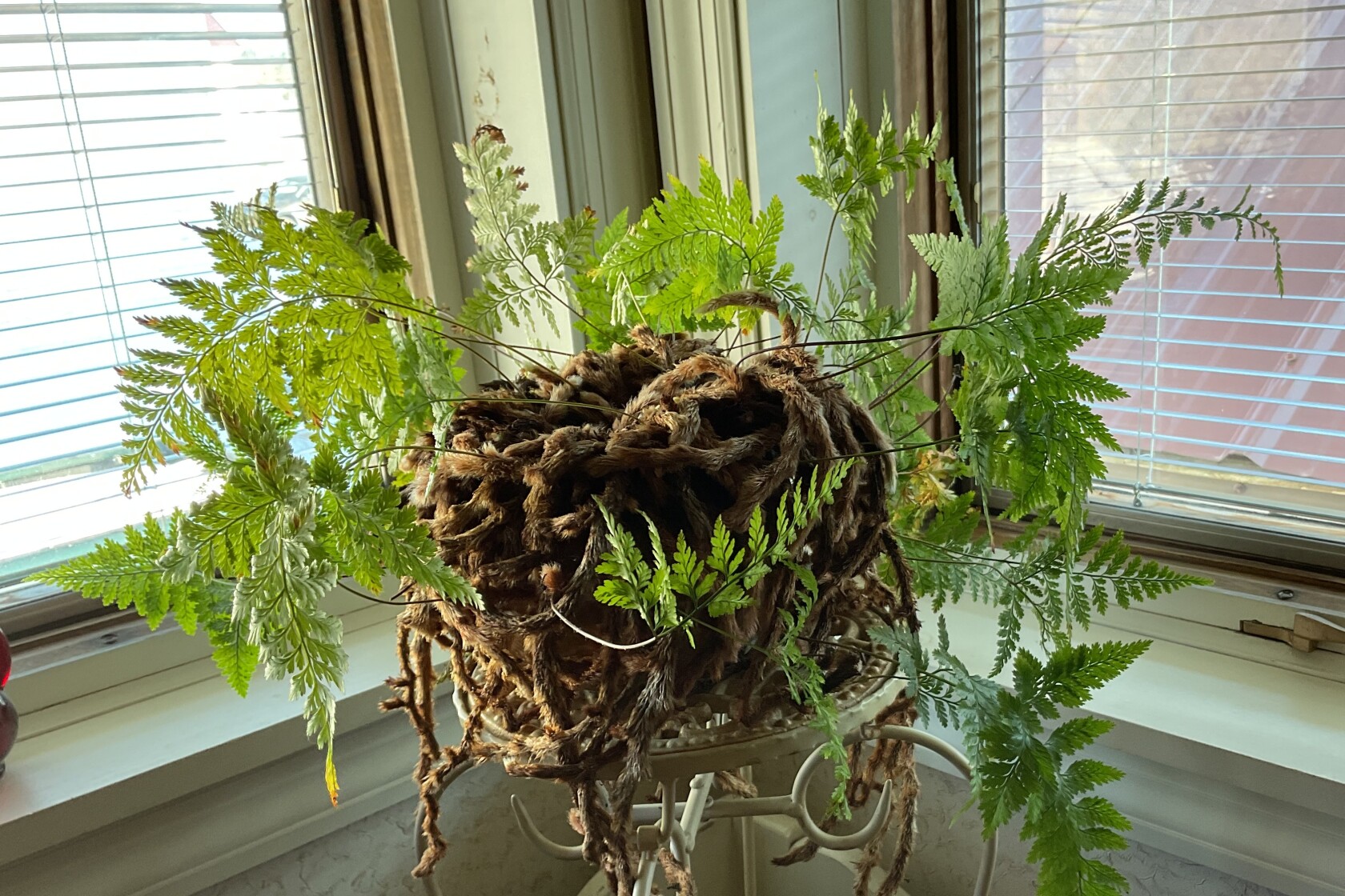 Rabbit’s foot fern will produce more foliage after dividing - InForum ...