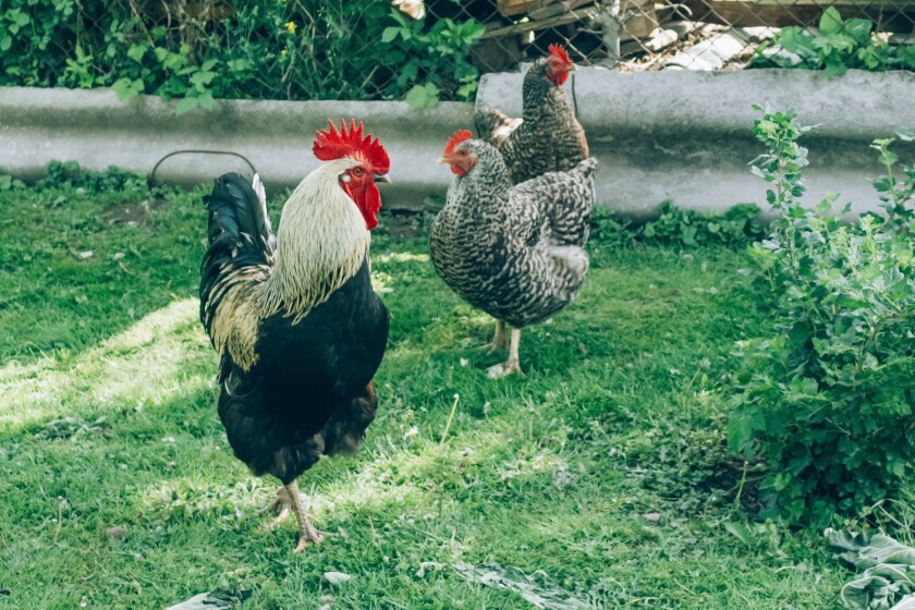 WCT.stock.poultry.chickens.06 Free range chicken farm.