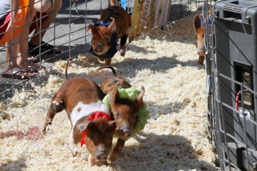 Pigs racing