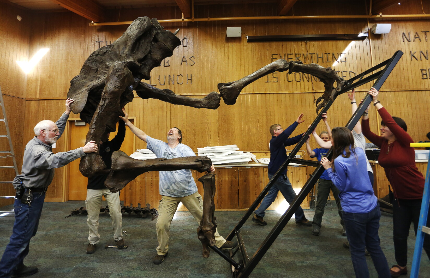 T Rex Building Post Photos: T. rex build at Quarry Hill Nature Center - Post Bulletin ...