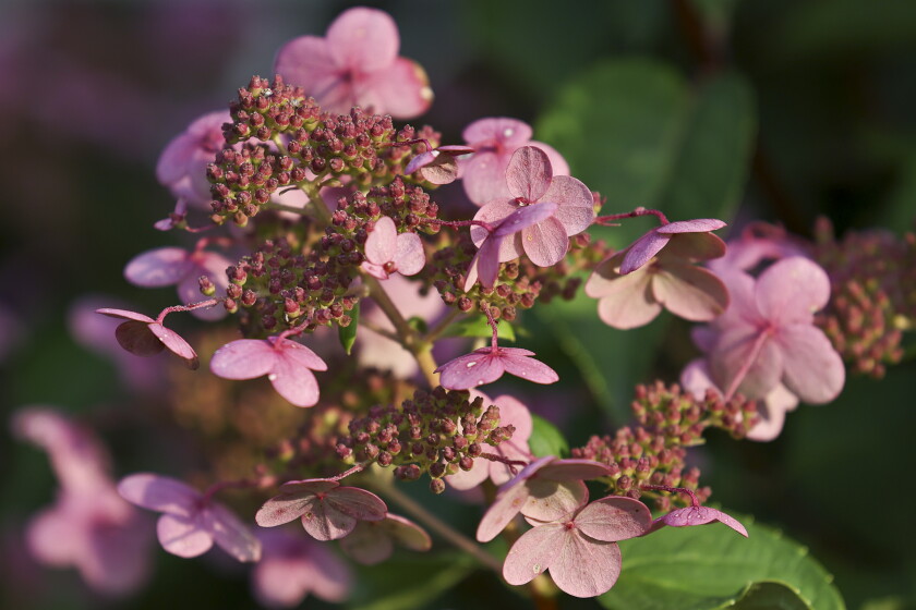 Hydrangeas Minnesota Duluth fairy garden keeps magic going - Duluth News Tribune | News ...