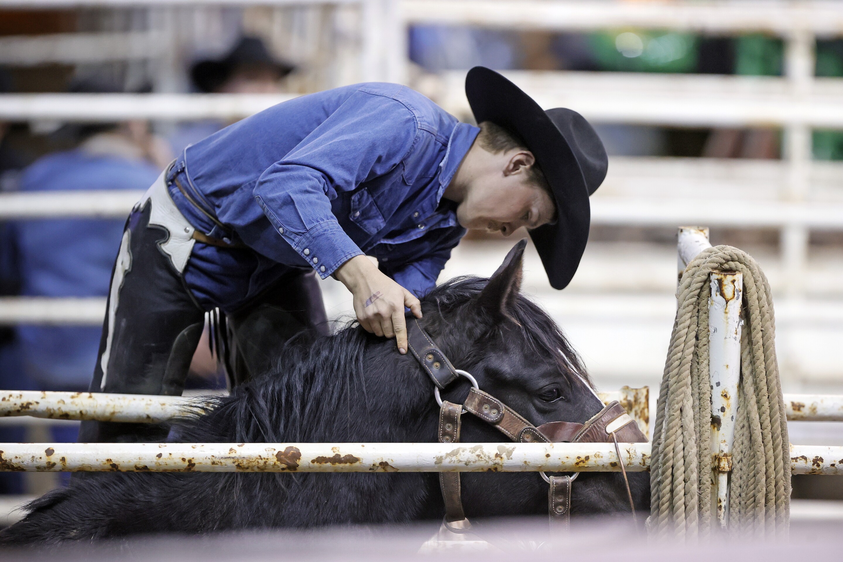 PHOTOS: PRCA Rodeo makes rowdy return to Fargodome - InForum | Fargo ...