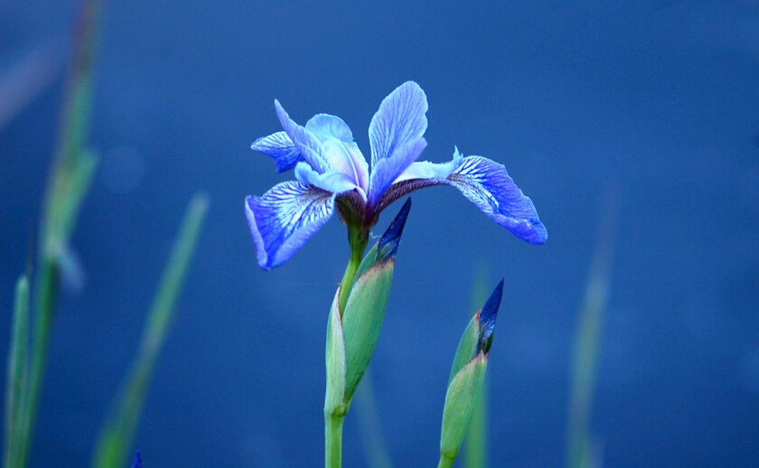 long-stemmed flower with long purple-blue petals