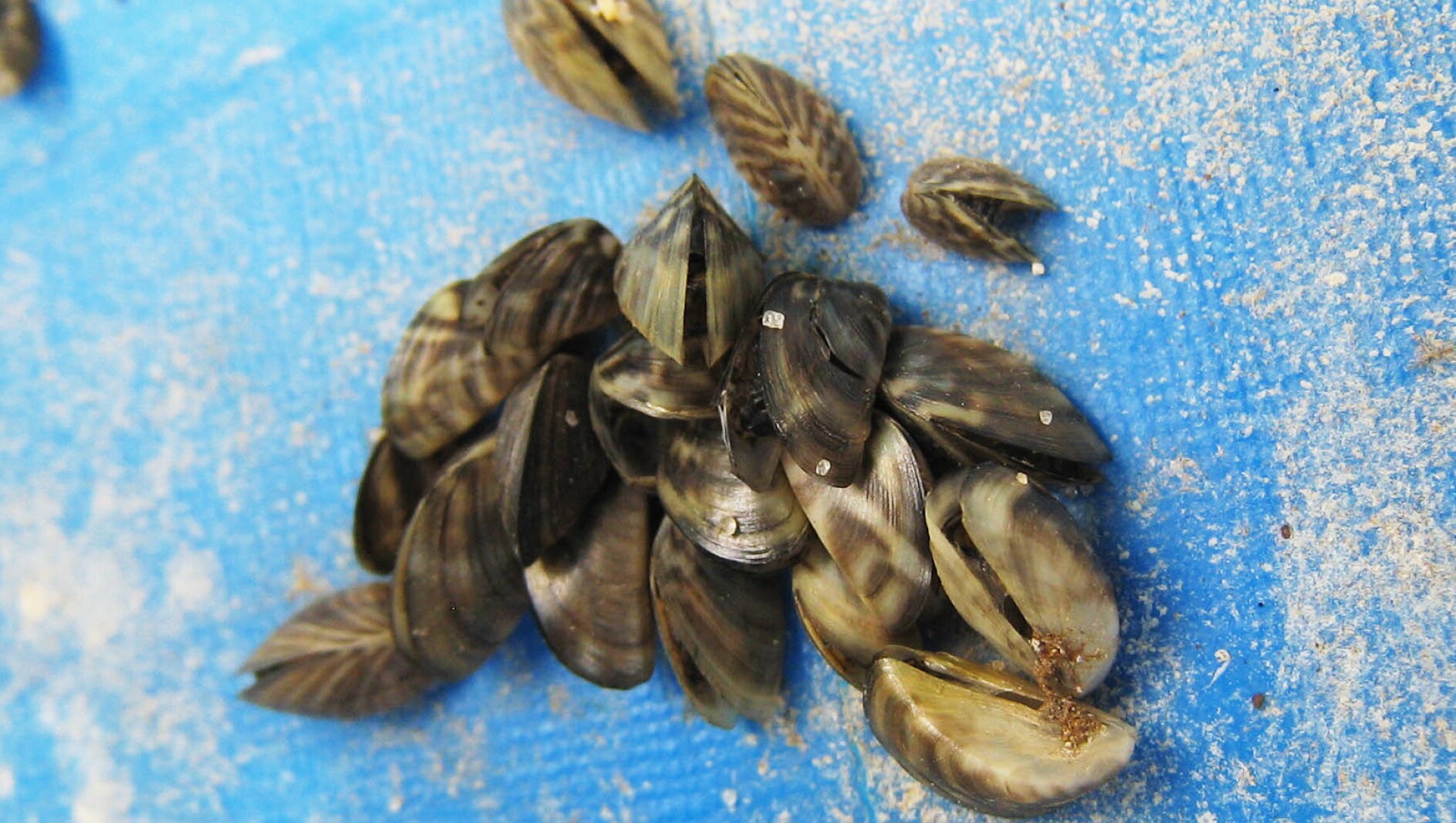 Strategy for lake invaders: Slow the spread - Alexandria Echo Press ...