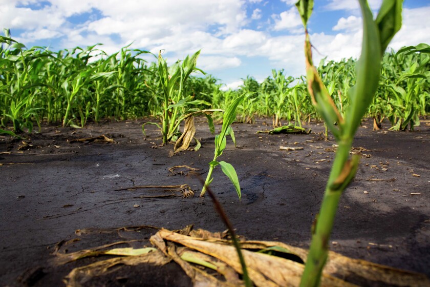 2673612+071216 AG entNorthwoodCornDamageSmall.jpg