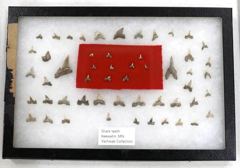 072421.n.dnt.fossils6.jpg