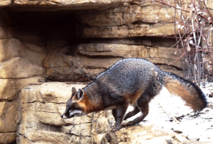 The gray fox as seen from the side. Note the gray on the back, the orange and white beneath and the bushy tail. Photo by Larry Weber