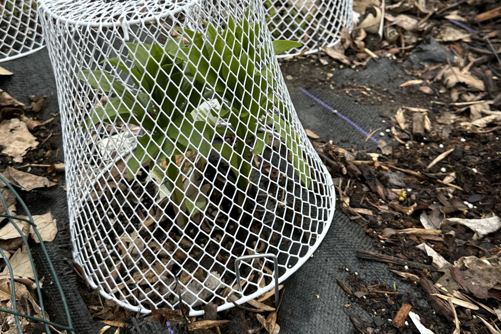 Shrub Protection From Rabbits Here's an easy way to keep rabbits away from perennials - InForum ...
