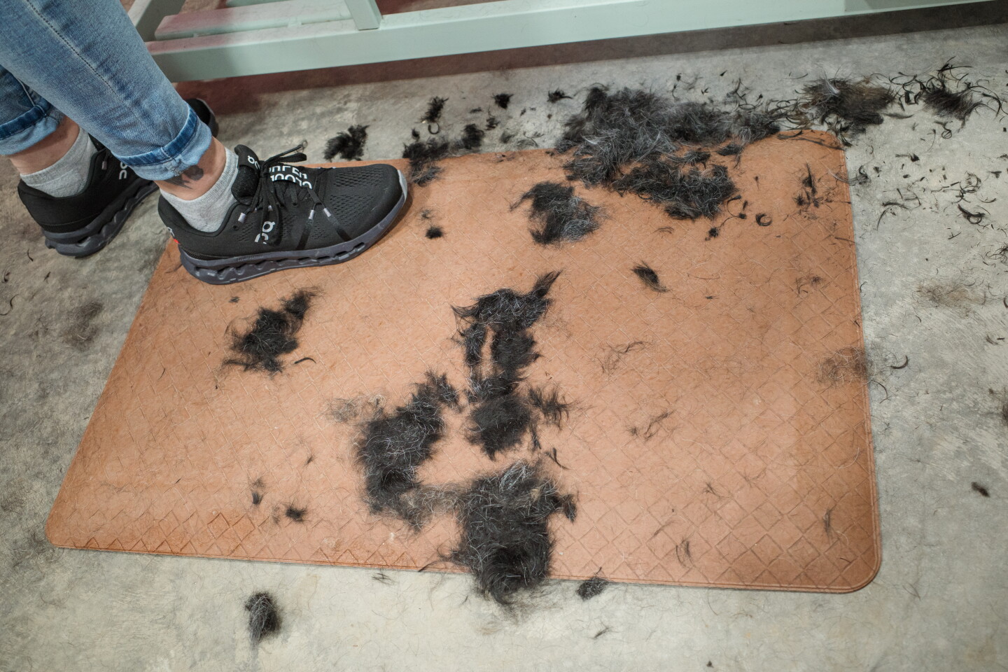 Fountain Dog Grooming Business Becomes Successful in First Months - Post News Tara's