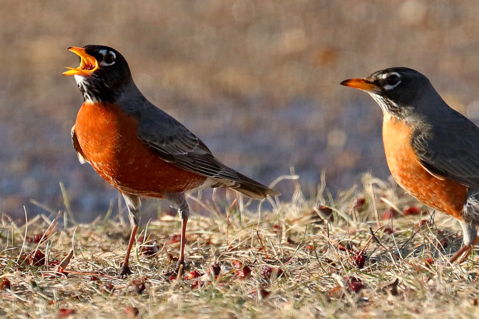 Spring Robins 041223 klick! Gallery - Brainerd Dispatch | News, weather ...