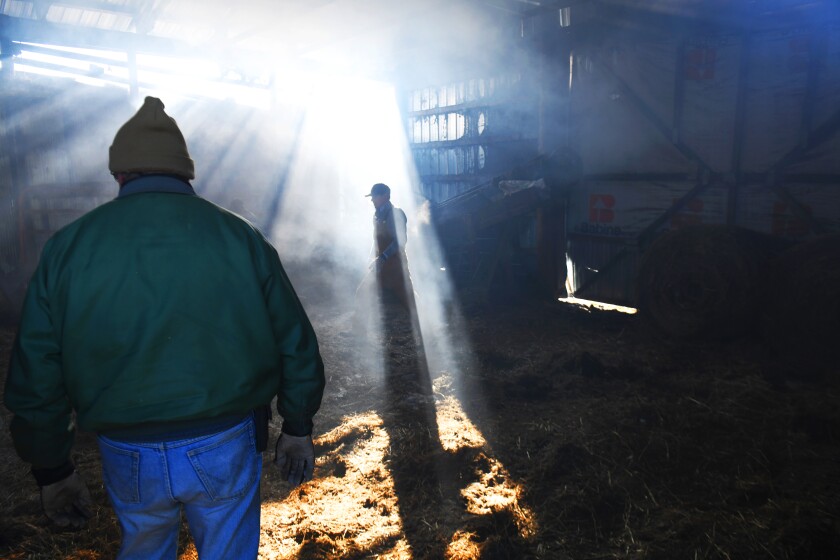 Neighbors and friends of the Richard Swartz family try to catch chickens Friday morning in the smokey barn. Fire destroyed most of the dairy barn killing 17 cows, a calf and chickens. The Motley and Pillager fire departments responded to the blaze in sub-zero temperatures. Steve Kohls / Forum News Service