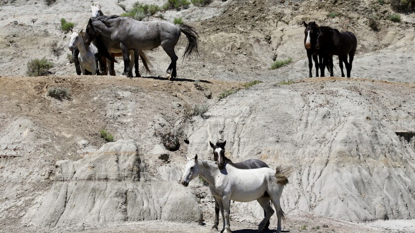 Horses stand on and at the foot of a butte.