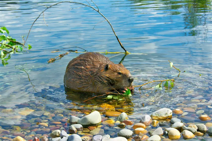 The Wolves Within Voyageurs National Park Beavers comprise a large portion of the diets of wolves in Voyageurs National Park/Voyageurs Wolf Project