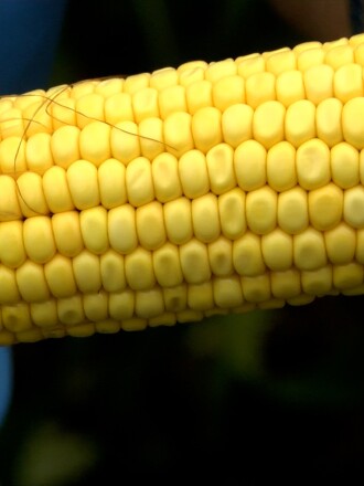 Corn Tour still 4.jpg