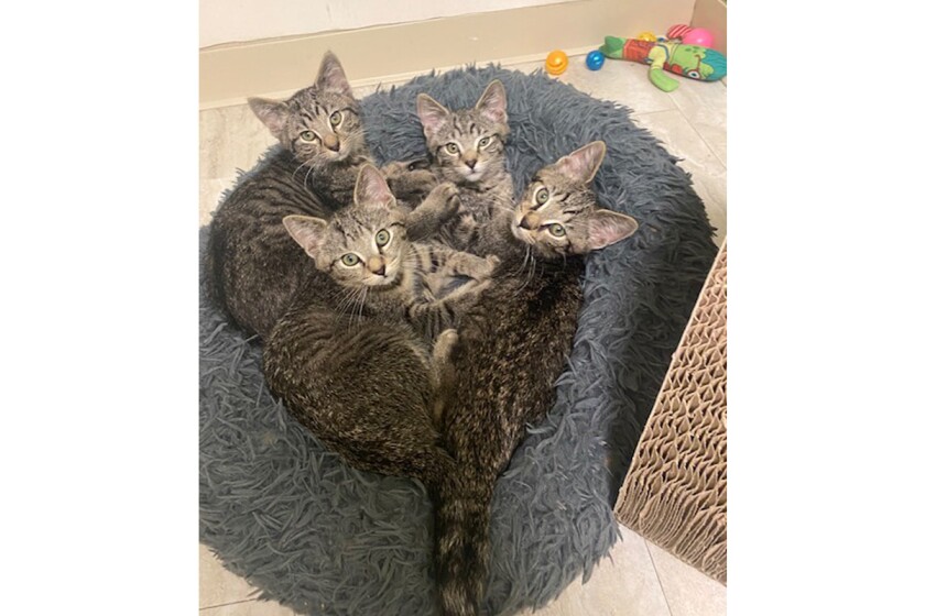 PETS_Kitties.jpg