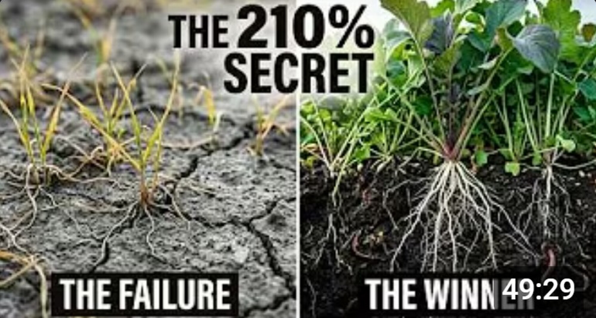 Fake AI video invents University of Minnesota cover crop research