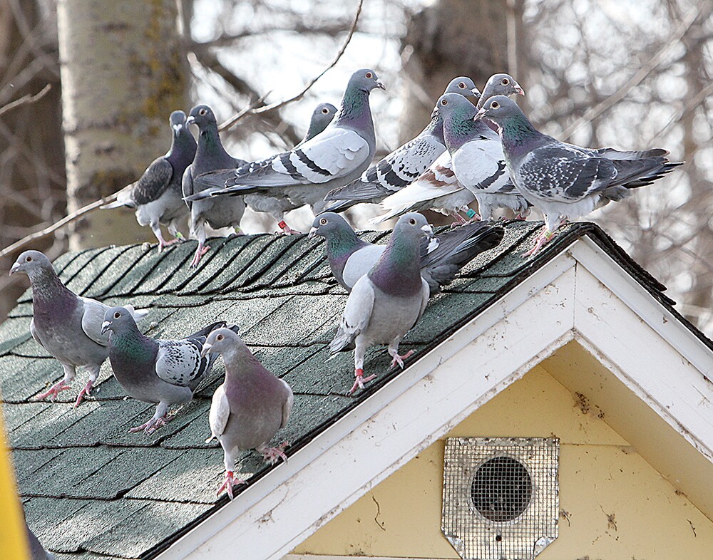 Locals fancy the art of pigeon raising, racing - Detroit Lakes Tribune | News, weather, sports from Detroit Lakes, Minnesota