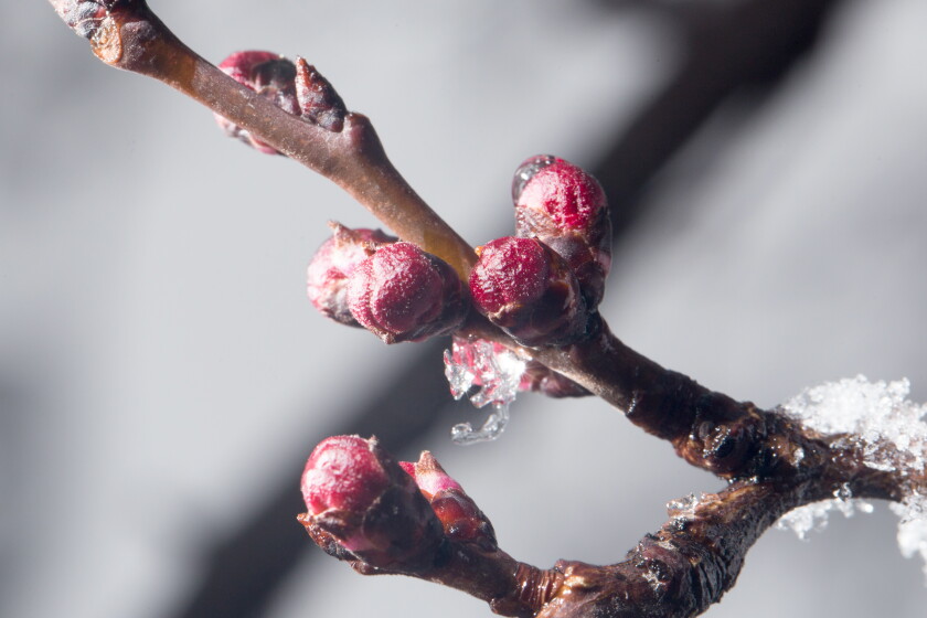 Tree Box Winterizing Tips for winterizing your trees, plants - Park Rapids Enterprise | News ...