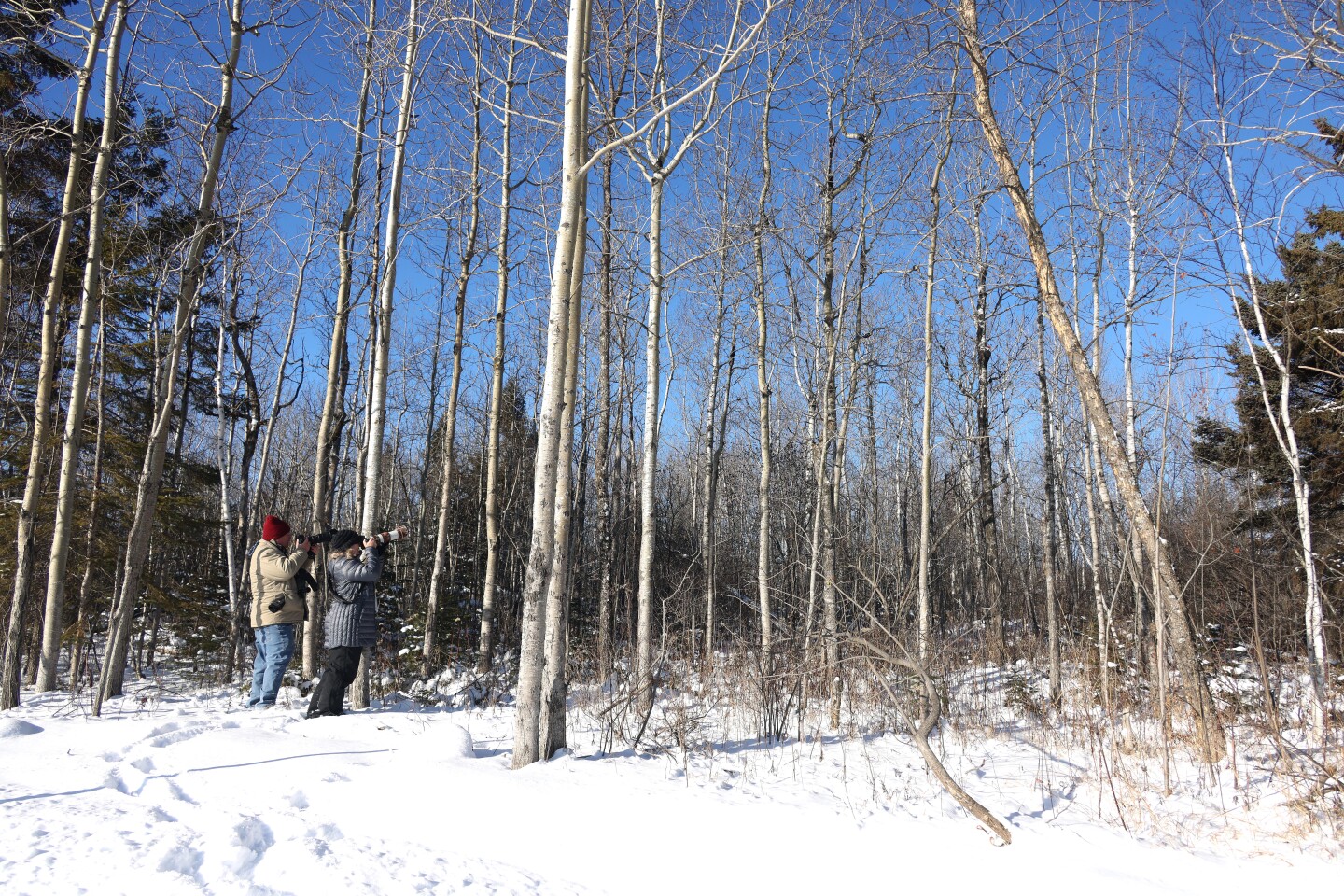 Photographers take photos of pileated woodpecker on tree