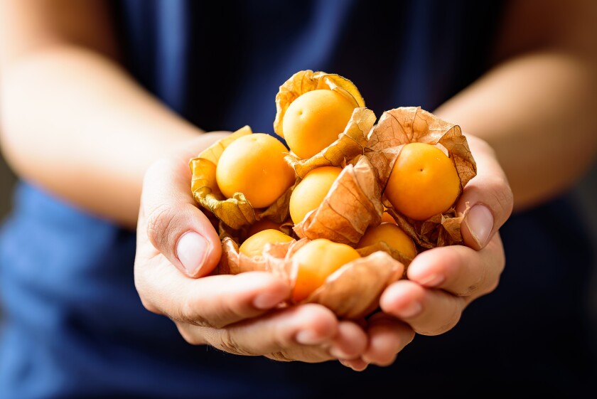 Hand,Holding,Cape,Gooseberry,Fruit,(golden,Berry,Or,Physalis)