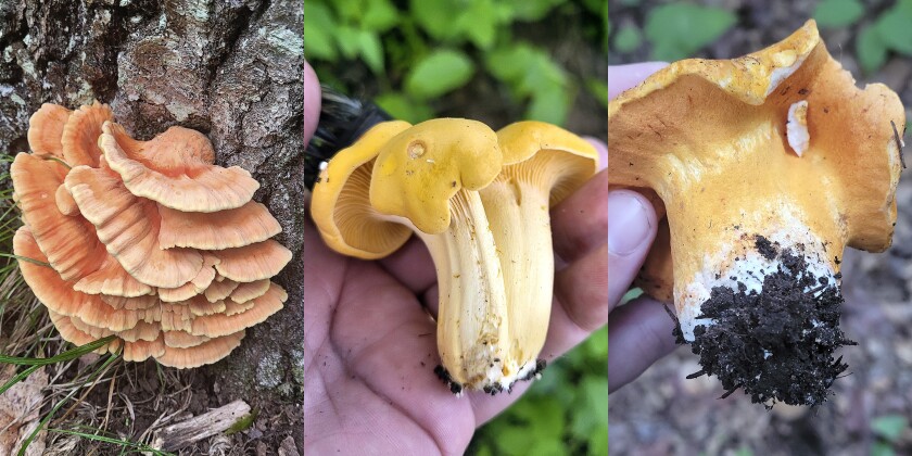 Mushrooms.