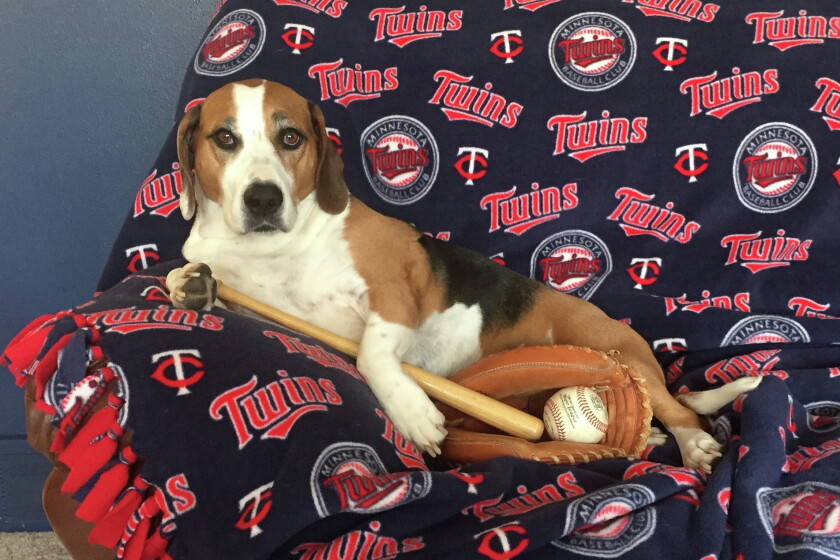 Fargo Rabbit Dog Pet of the Week: Sydney - InForum | Fargo, Moorhead and West Fargo news ...
