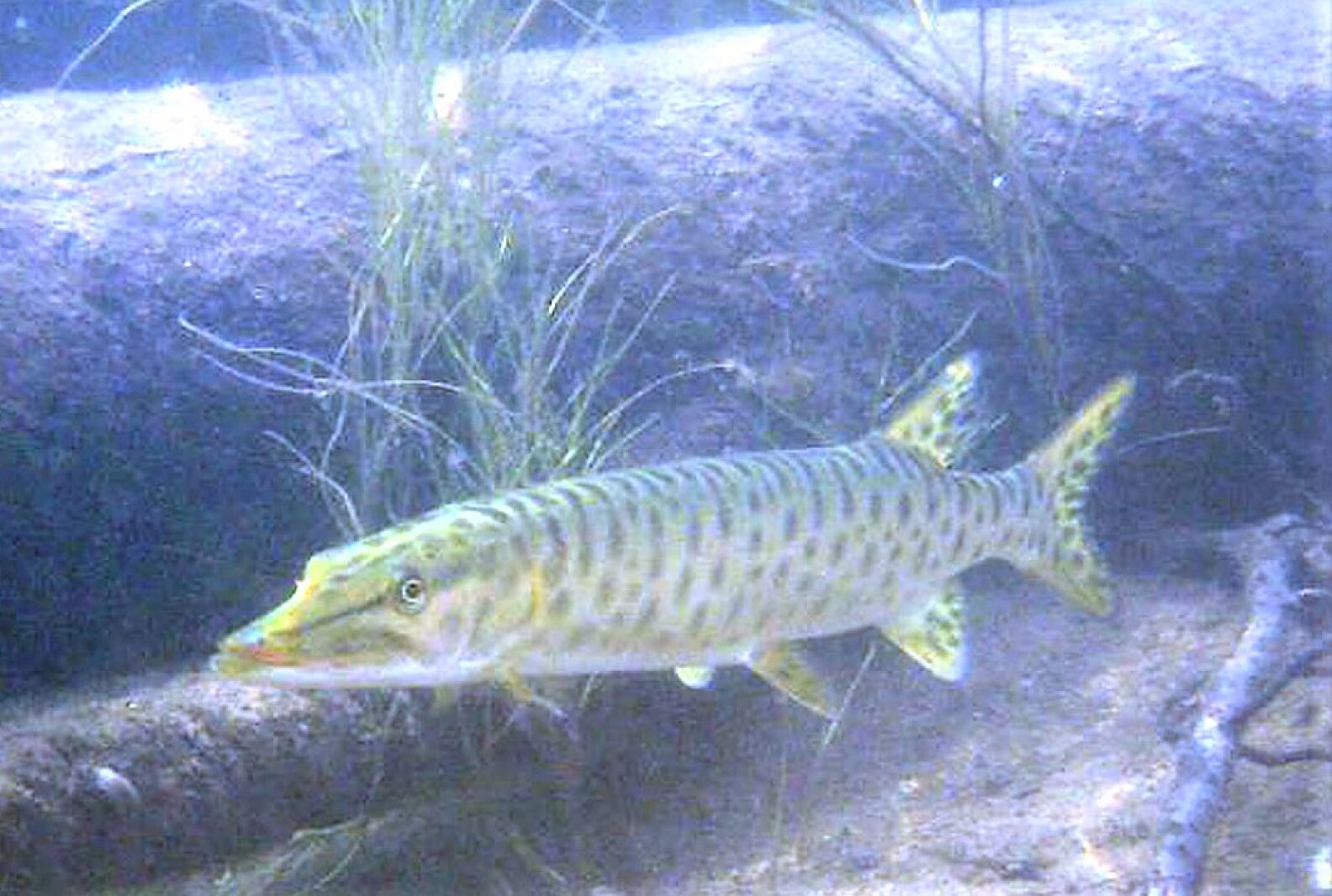 Scientists discover why muskies are so hard to catch - Duluth News ...