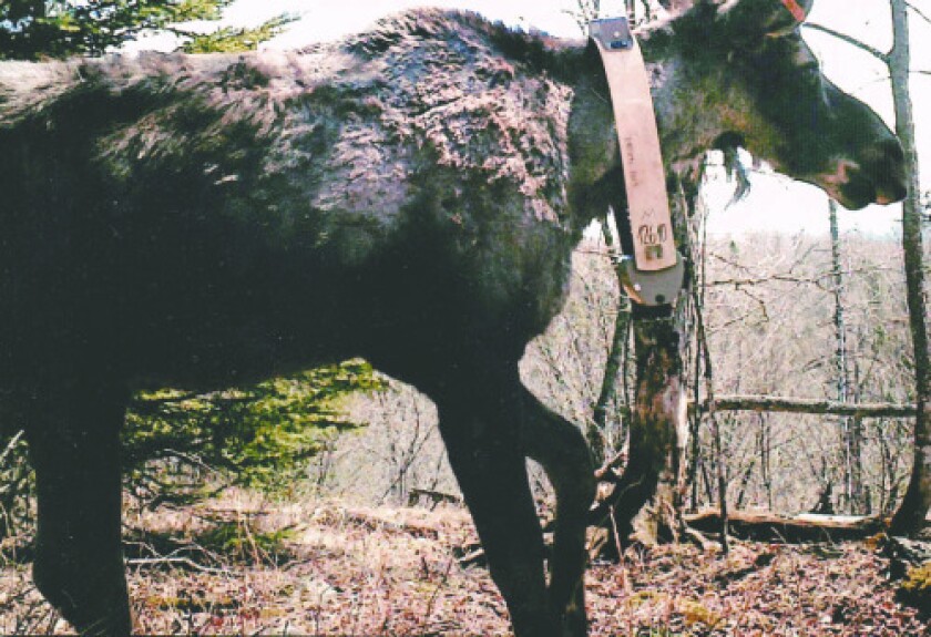 A northern Minnesota moose is fitted with a GPS collar