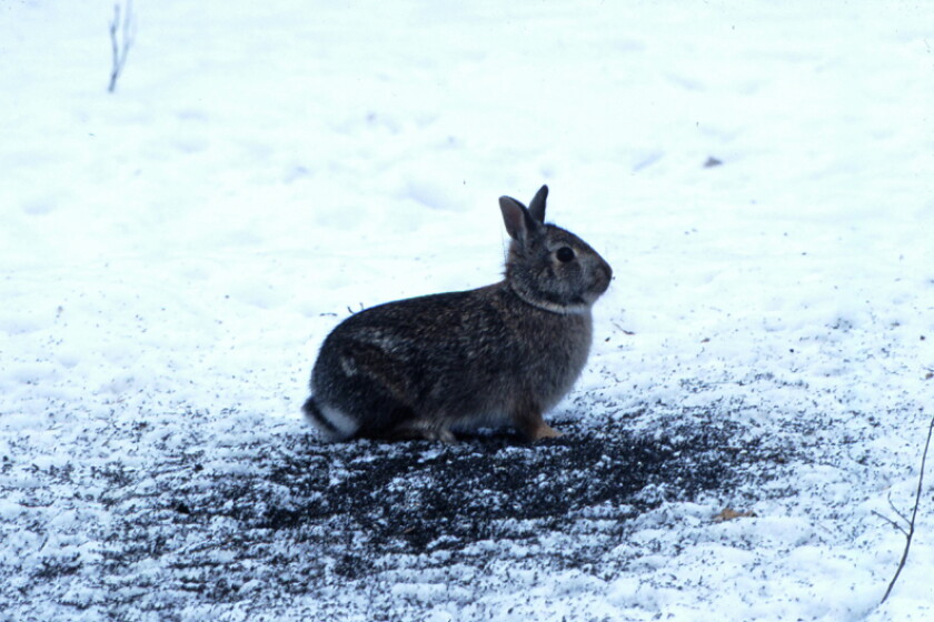 Mn Native Rabbits Northland Nature: Cottontail rabbits in the yard - Duluth News Tribune ...