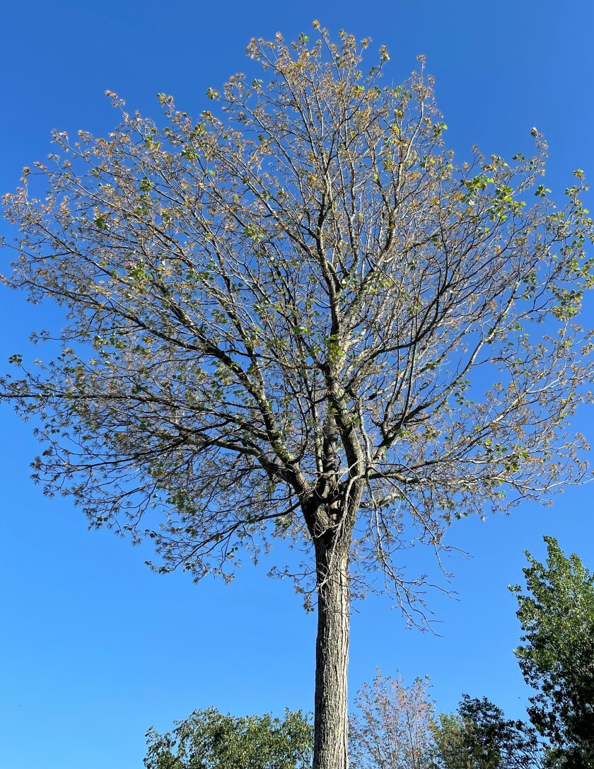 maple tree missing leaves