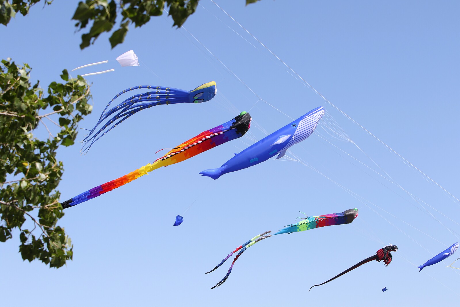 Kite building class is Saturday at Jamestown Kite Festival - Jamestown ...