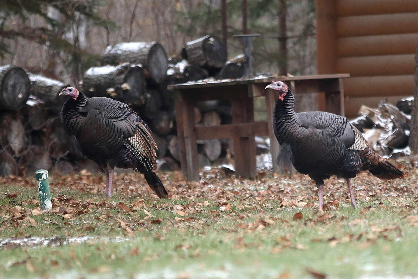 Turkeys In Minnesota Photos: Wild turkeys preen in Superior - Duluth News Tribune | News ...