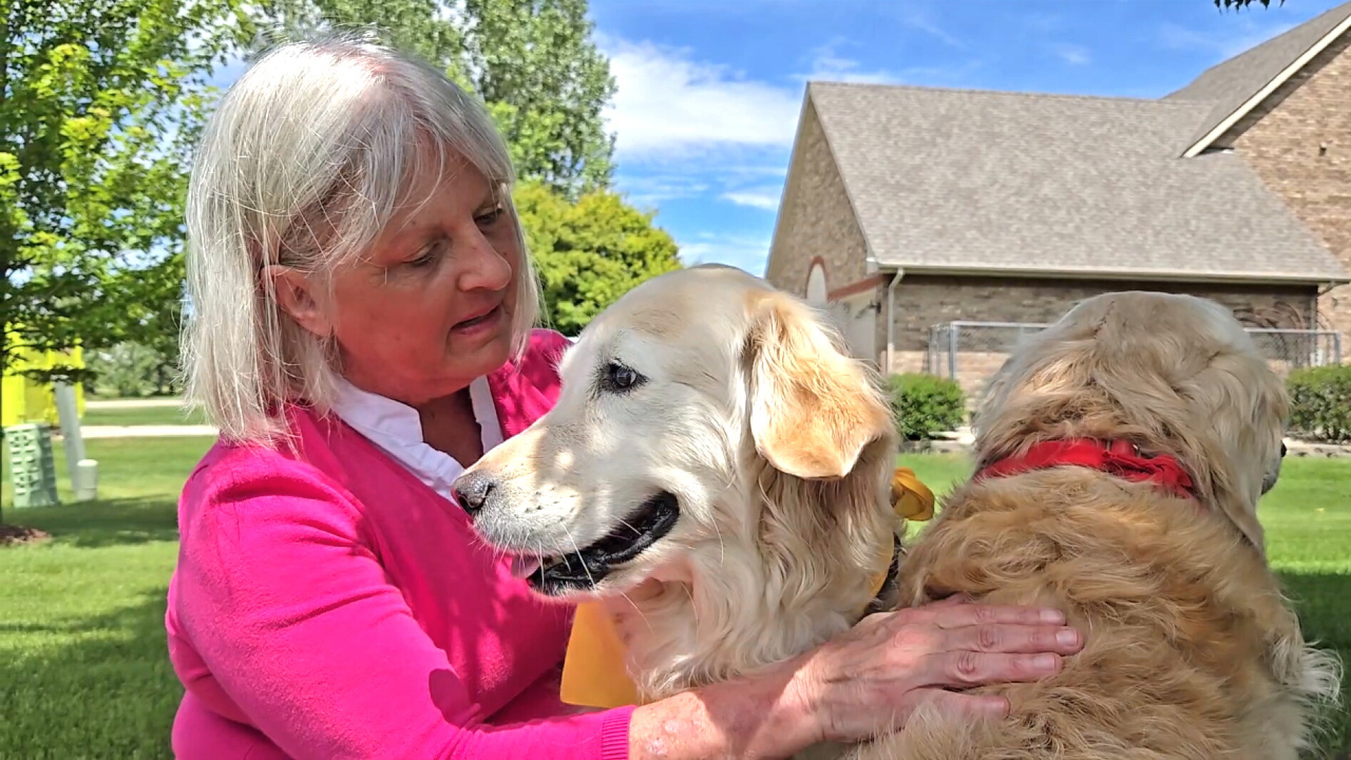 'Skye just knows': Golden retriver in tune with owner, recently diagnosed with Alzheimer's