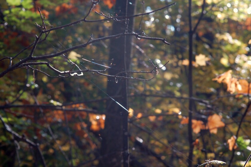 thin, white threads connected to bare tree branches